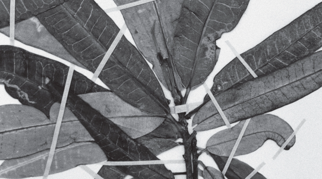 Okinawa!!, book by Victoire Thierrée, 2025