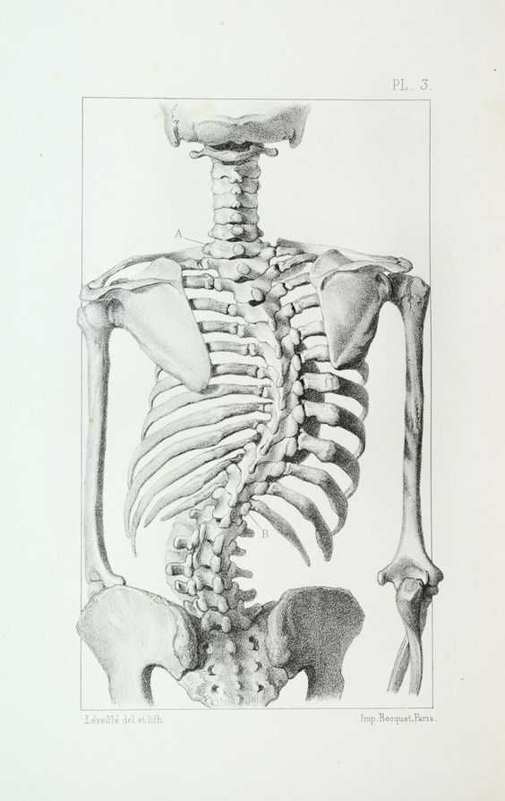 29 Malgaigne Joseph François Leçons dorthopédie recueillies et publiées par les Drs Félix Guyon et F Panas planche dessinées par Léveillé