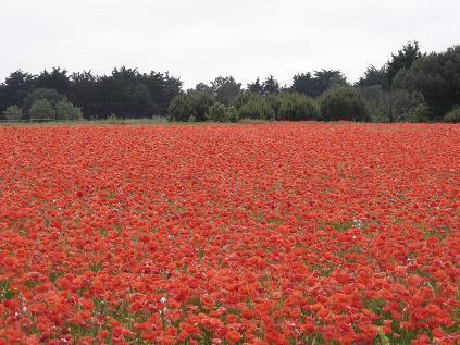 54 Jachère fleurie de coquelicots DR