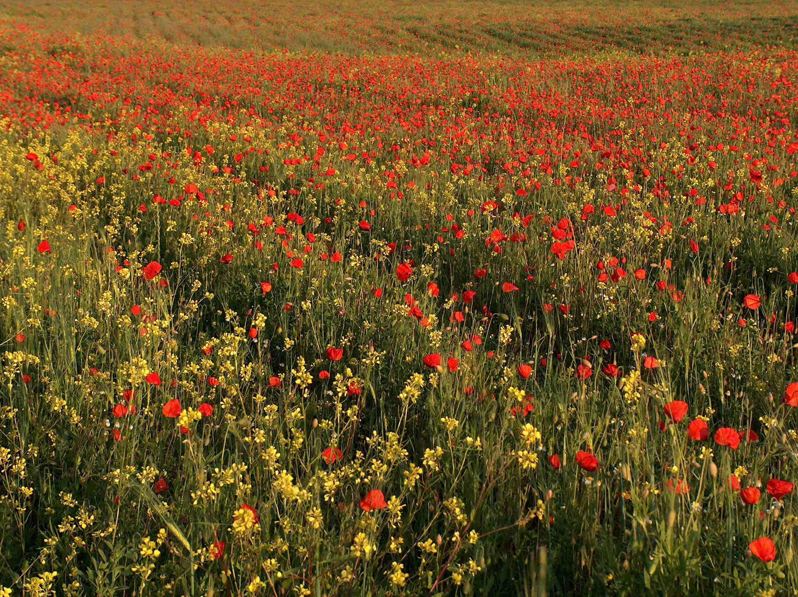 55 Jachère fleurie de coquelicots DR