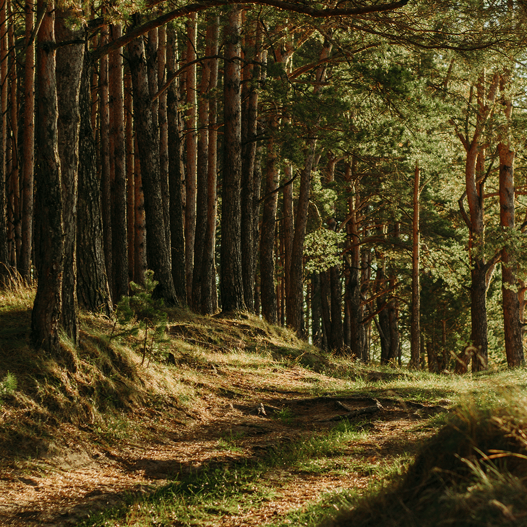 30 Beaupassage Forêts Île de France Irina Iriser Unsplash