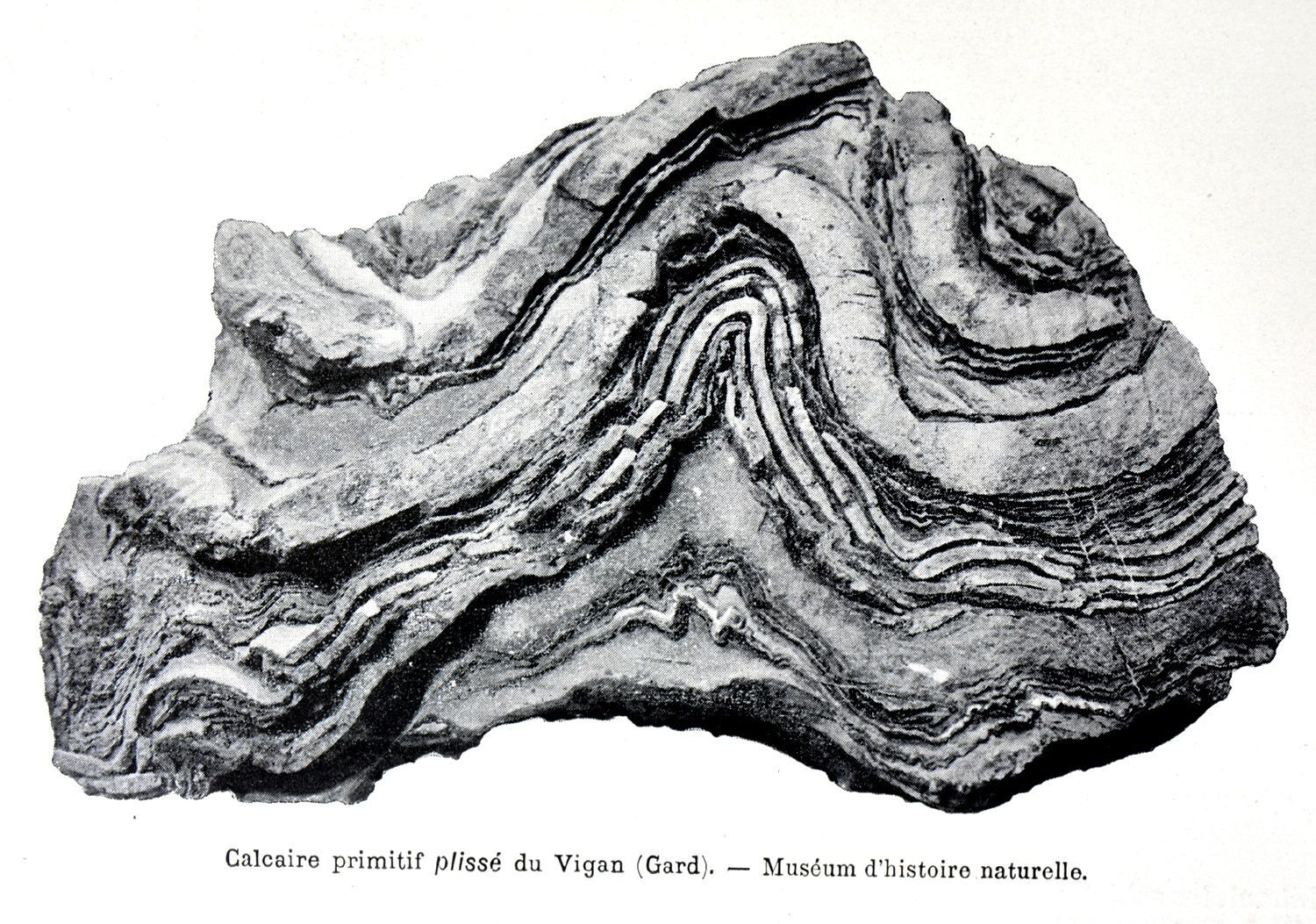 12 EP Yaying Calcaire primitif plissé du Vigan Gard Muséum dhistoire naturelle