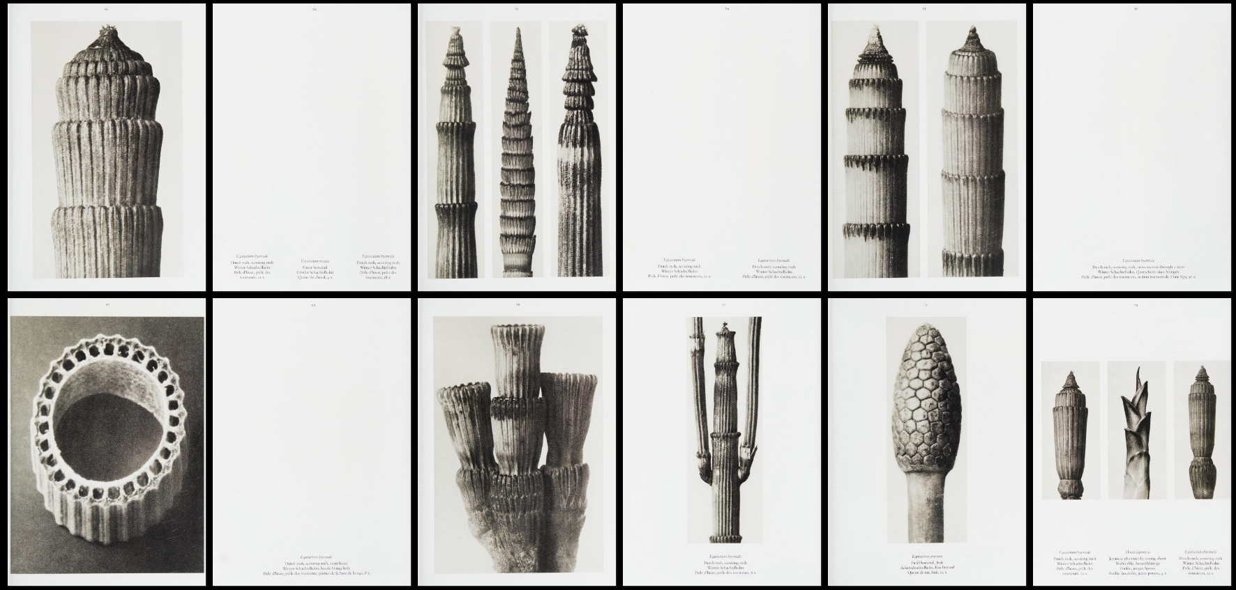 17 Karl Blossfeldt 1865 1932 The Complete Published Works Taschen