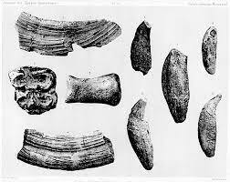 4 Dents de mammifères de lépoque Quaternaire découvert à Montreuil DR