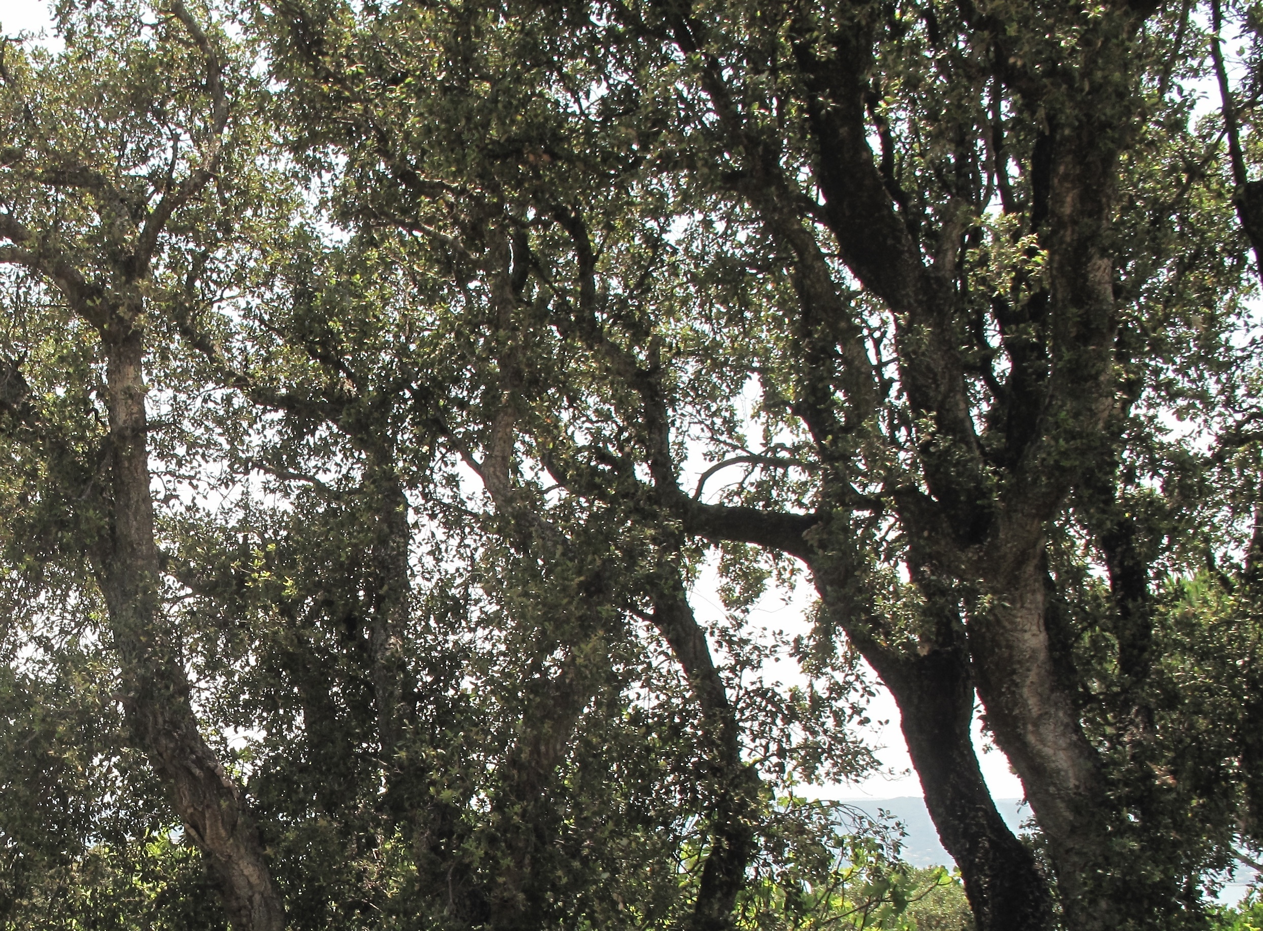 09 Maison Sud jardin existant Franklin Azzi