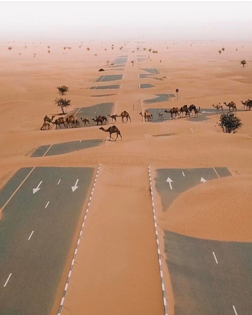 12 Camels crossing the highway in UAE desert DR