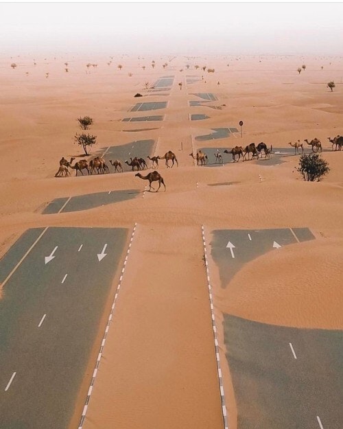 12 Camels crossing the highway in UAE desert DR
